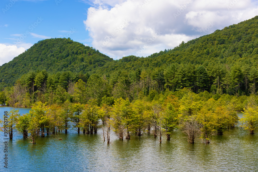 Trees in water on Watauga Lake in Tennessee