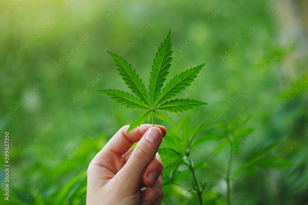 woman holds fresh marijuana cannabis plant leaf woman holds fresh marijuana cannabis plant leaf