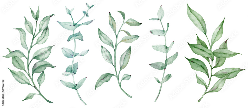 Watercolor greenery set with eucalyptus branches. Natural foliage illustration isolated on the white background.