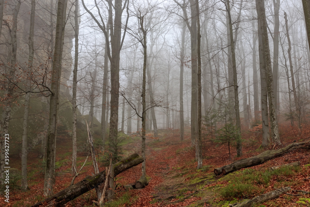 Obraz premium Dovbush Rocks in the Fog! Yellow foliage in the Carpathians! Magical autumn!