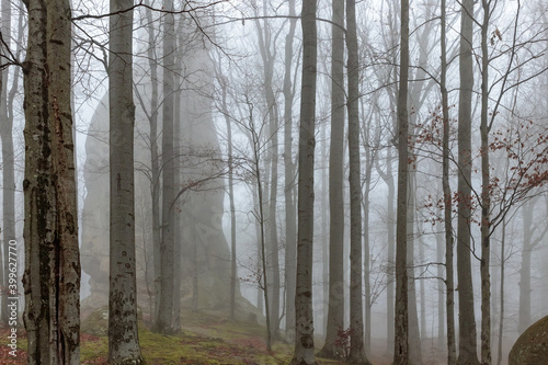 Foggy day in the Ukrainian Carpathian mountains  Wonderful autumnal sunny and slightly foggy forest 