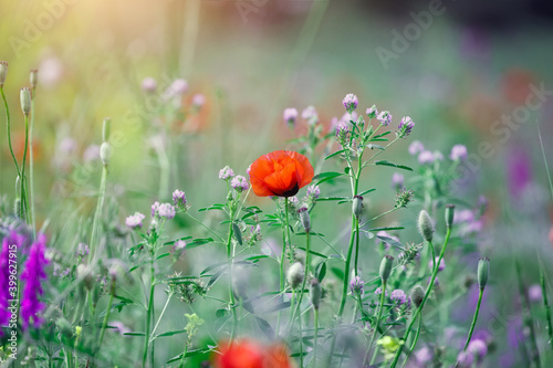 floral meadow background, colorful field of wild summer flowers and red poppies at morning sunrise light, scenic nature landscape