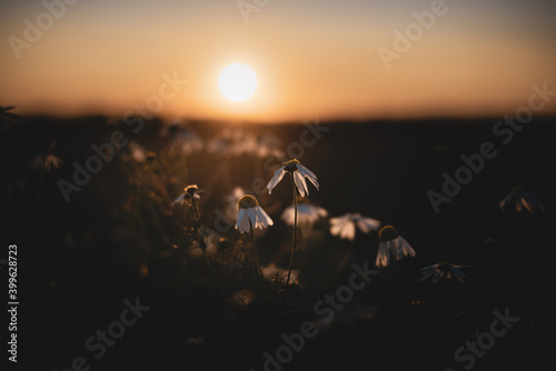 Flowers in the field at sunset. Romantic scenic evening view