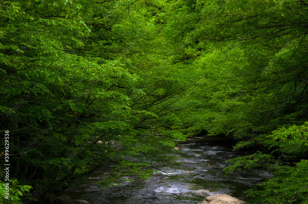 Fototapeta premium Laurel Creek in The Tennessee Smoky Mountains