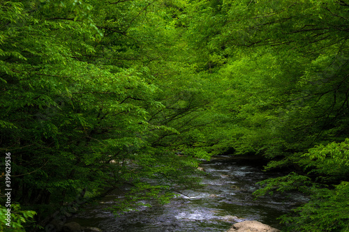 Laurel Creek  in The Tennessee Smoky Mountains