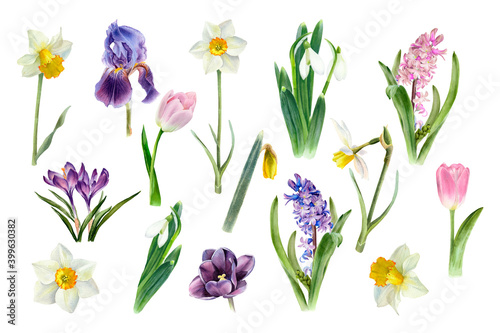 Watercolor spring flowers growing in the garden. Botanical collection. Hyacinth, tulip, daffodils, crocus, iris, snowdrop, narcissus © Nataliya Kunitsyna