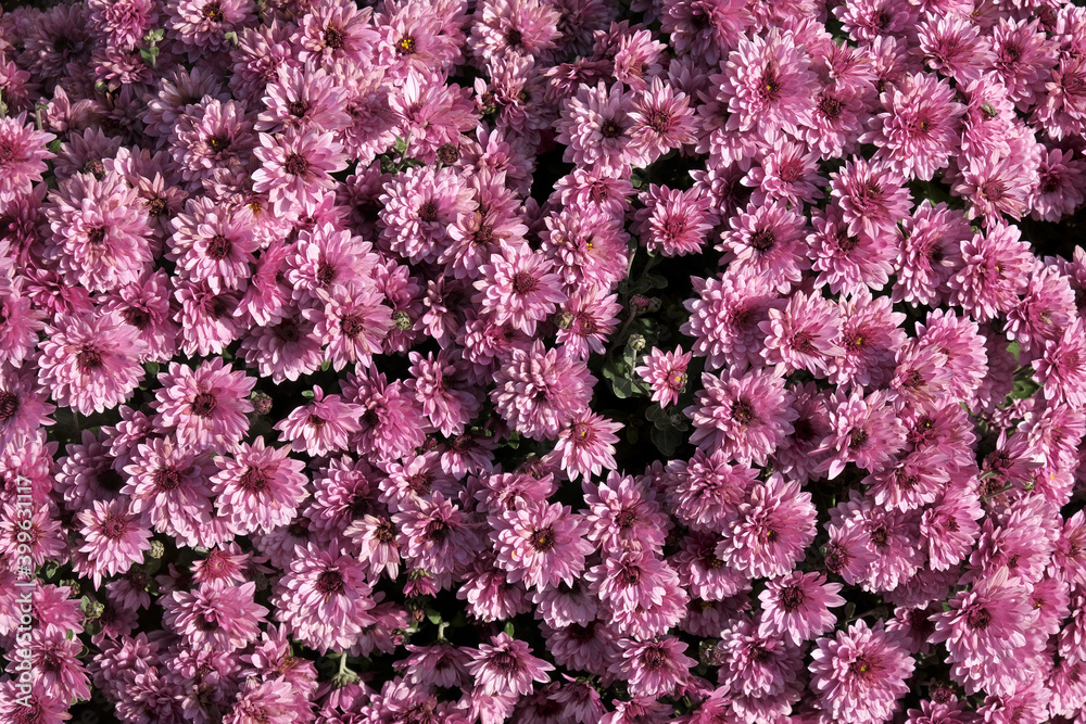 Closeup of purple blossoming chrysanthemum flower bush, decorative flowers