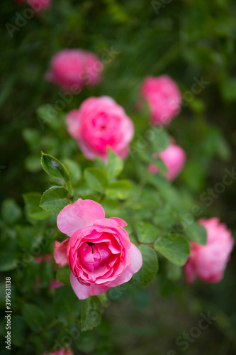 Beautiful pink roses bush Kordes selection in the garden