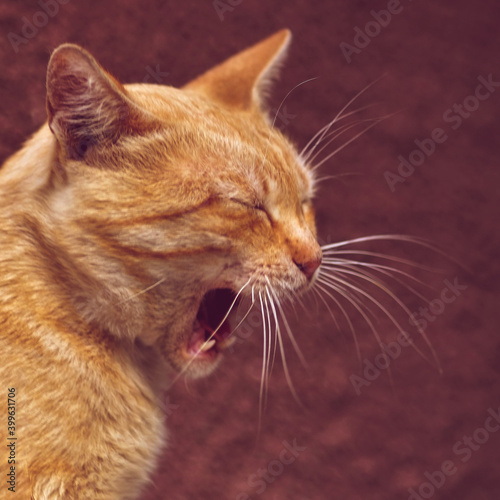funny ginger cat widely yawns, portrait in profile closeup.
