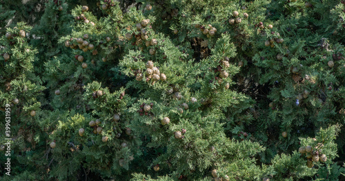 Branch of Mediterranean cypress with round brown cones seeds against blurred green background. Cupressus sempervirens, Italian cypress or pencil pine in Sochi city park Soft selective focus