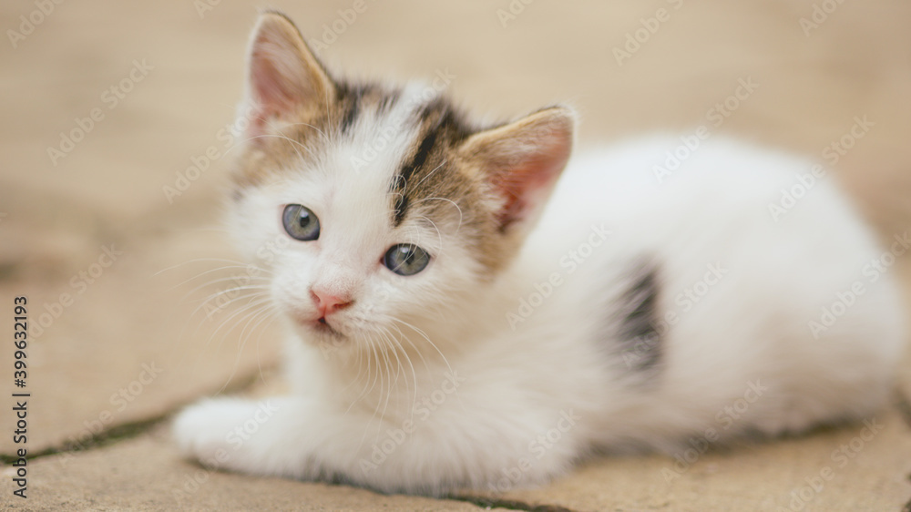 Lovely white kitten resting on a stone floor outdoor Lovely white kitten resting on a stone floor outdoor