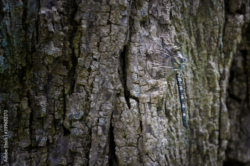 Close up of dragonfly on a tree trunk