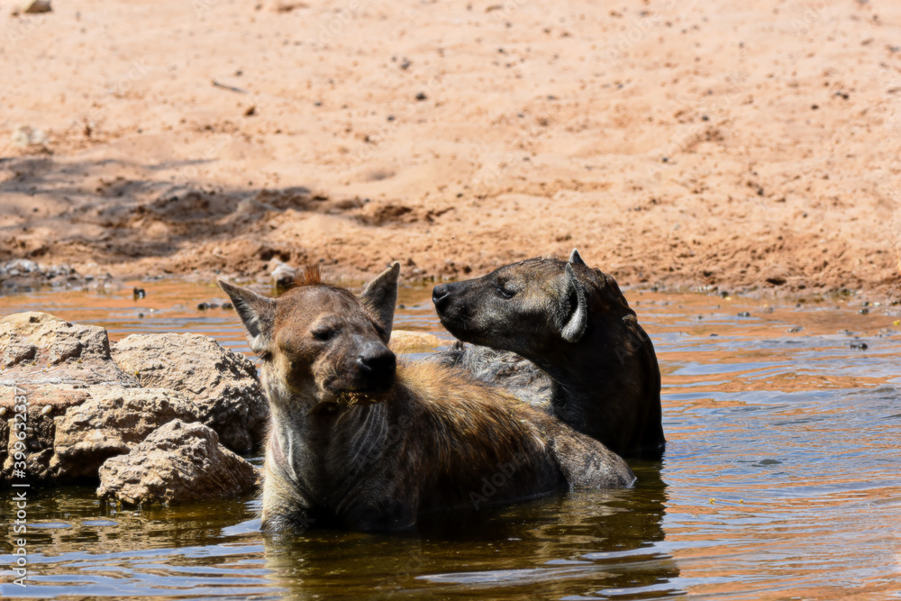 Spotted hyenas cooling off, Kgalagadi TFP, South Africa Spotted hyenas cooling off, Kgalagadi TFP, South Africa