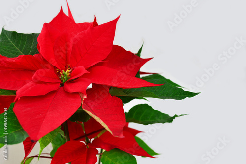A beautiful red poinsettia on white background.