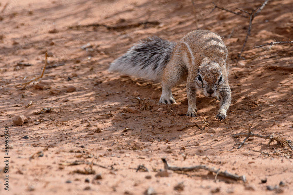 Naklejka premium Ground squirrel, Kgalagadi TFP, South Africa