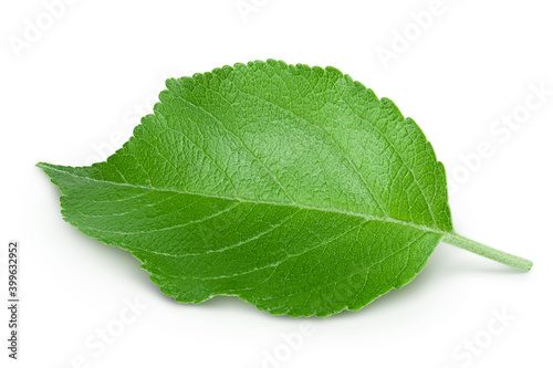 Apple leaf isolated on white background with clipping path.