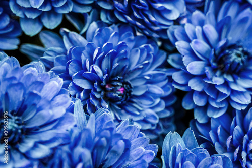Blue dahlia petals macro, floral abstract background. Close up of flowes dahlia, chrysanthemum for background, Soft focus,