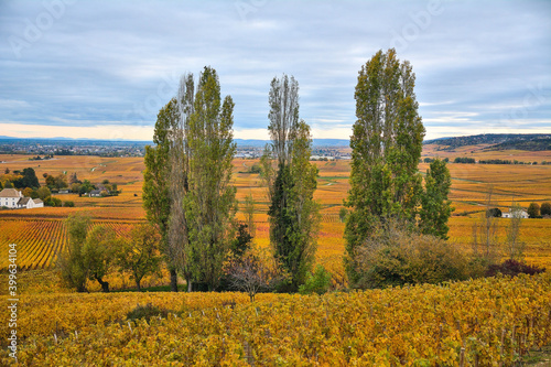 aloxe corton   bourgogne  cote d'or  21 photo