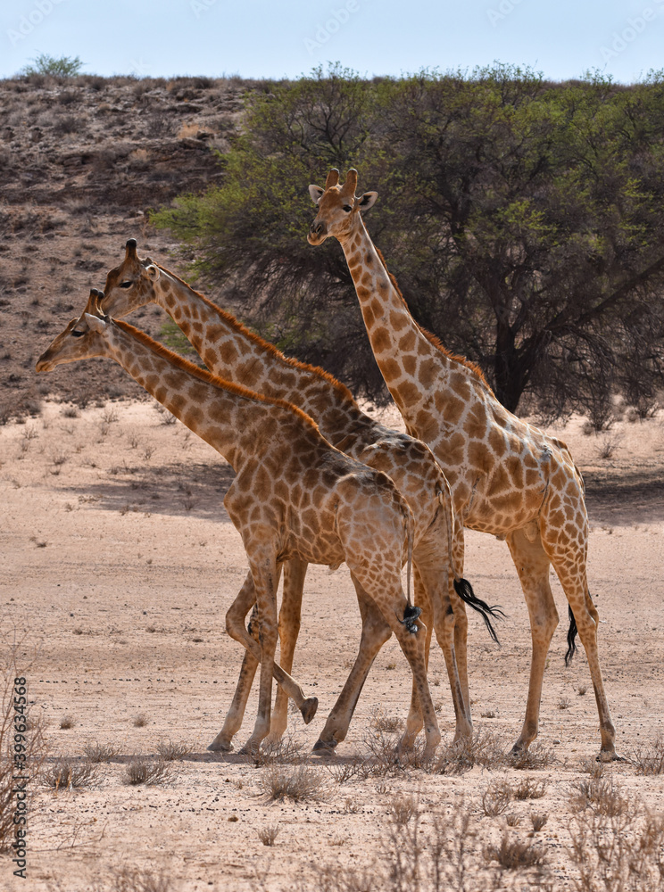 Obraz premium Giraffes playing with friends, Kgalagadi TFP, South Africa
