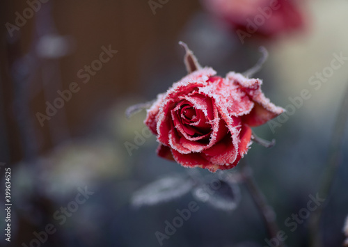 Fototapeta Naklejka Na Ścianę i Meble -  frozen rose covered with ice crystals. idea of flowers and gardening in winter, saving flowers through the cold season