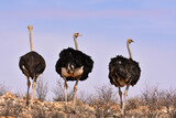 Common Ostrich, Kgalagadi TFP, South Africa