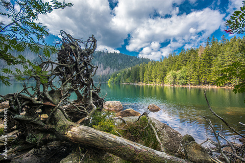 lake in the forest