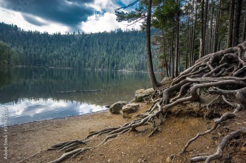 lake in the forest