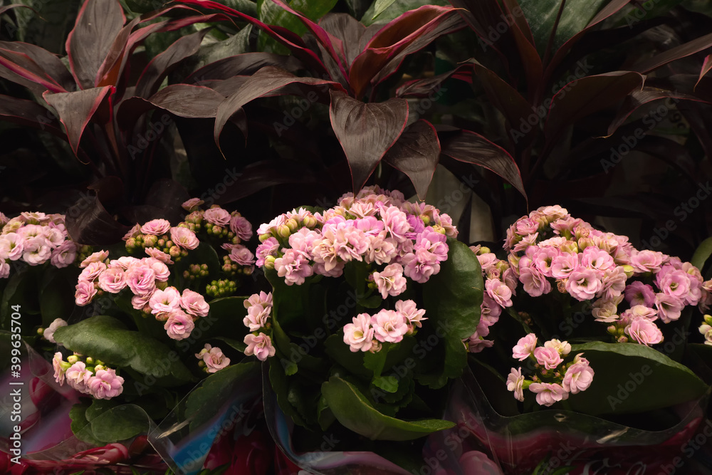 variety of flowers in pots on display in shop