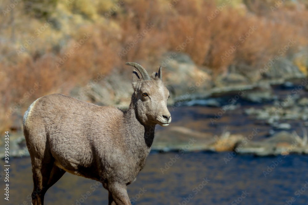 Bighorn Sheep Waterton Bighorn Sheep Waterton