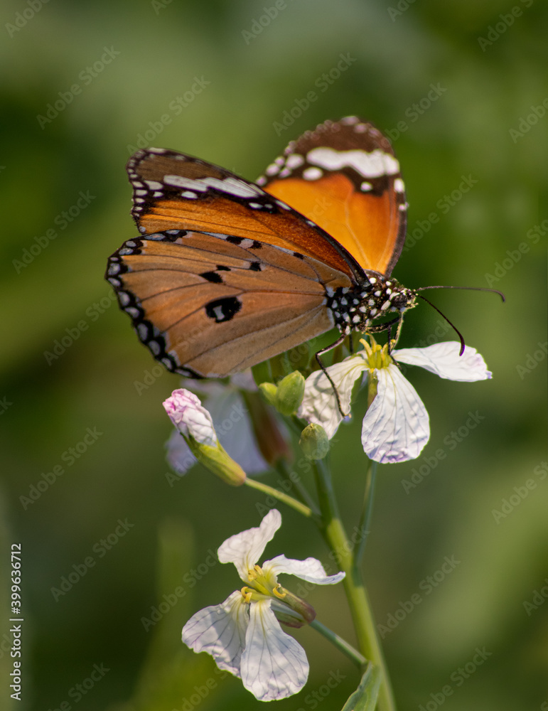 Fototapeta premium Plain tiger Butterfly 