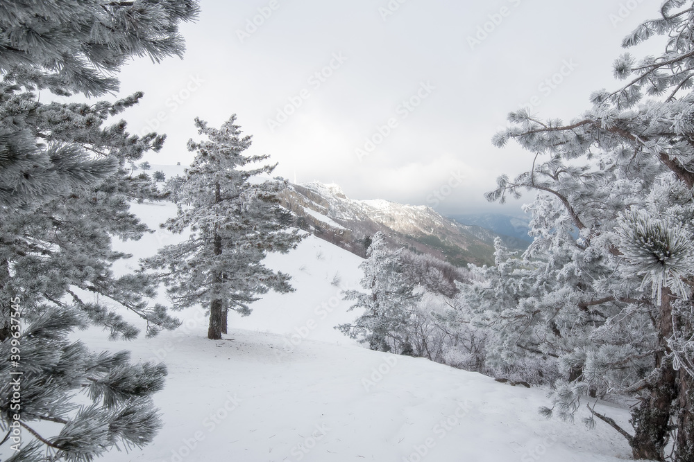 Snowy winter in the mountains of Crimea. Yalta, Ai-Petri. Winter's tale. trees in the snow.
