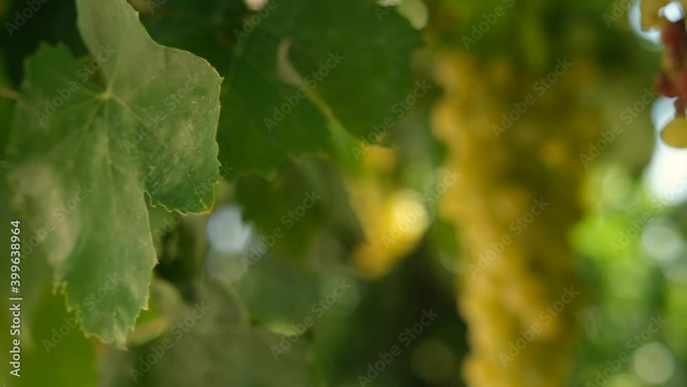 Natural, organic grapes and vine leaves in the vineyard Natural, organic grapes and vine leaves in the vineyard