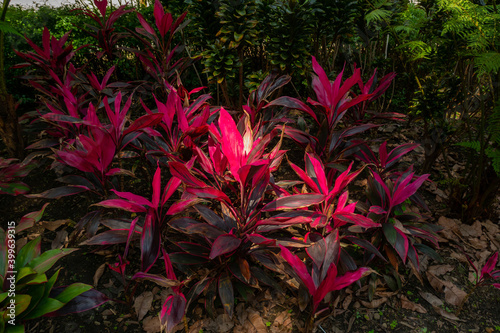 Cordyline Fruticosa, Plant with Pink and Purple Leaves Under the Shade of Some Trees in a Large Garden