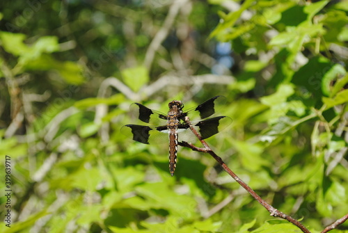 Dragonfly with one black spot on each wing, brown body / thorax with white or light blue spots, perched on a tree branch