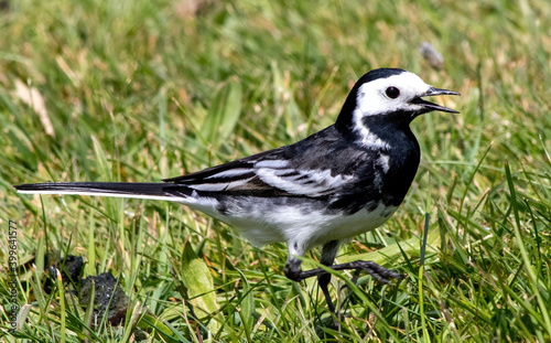 Pied Wagtail portrait on grass