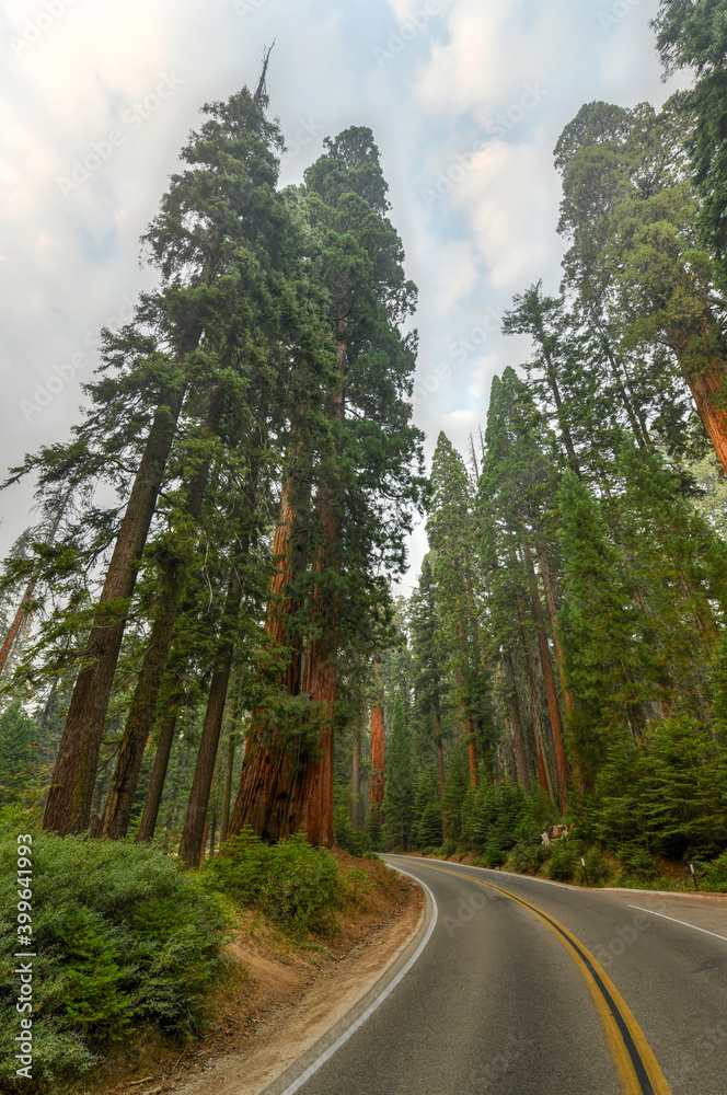 Naklejka premium Big Trees Trail - Sequoia National Park