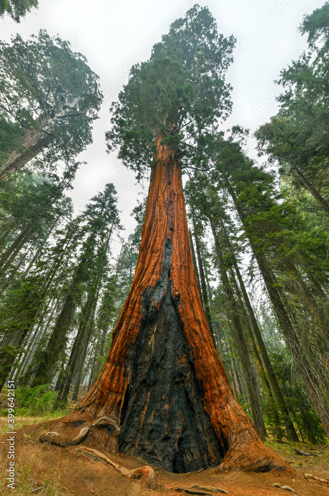 Big Trees Trail - Sequoia National Park