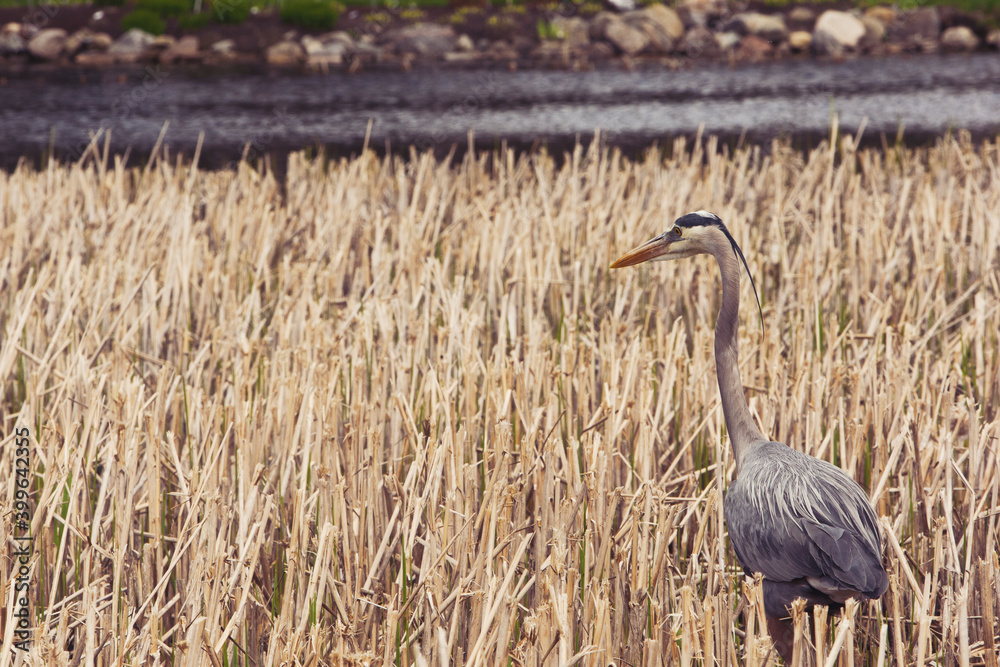 Naklejka premium Heron stands in the grass