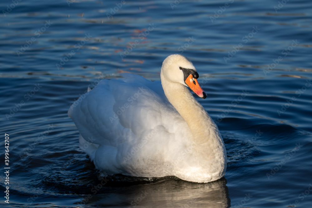 Obraz premium Höckerschwan