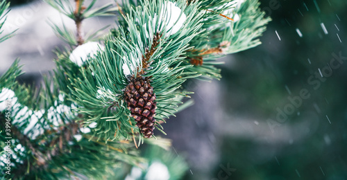Christmas pine cone in a branch on a green fir tree with snow on natural defocused background. Close-up detail of spruce. Christmas concept. Symbolic natural holiday element. Natural elements.