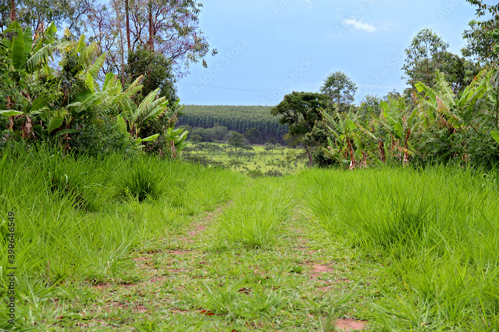 Path in hay plantation with natural landscape in the background