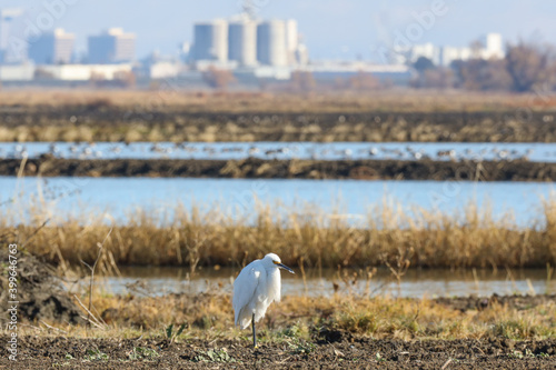 Side View of Snowy Egret Against Background of Urban Landscape at Wildlife Refuge of Central Valley California