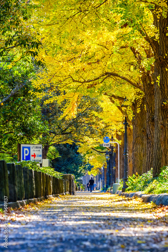 【横浜 山下公園付近】イチョウの並木道 photo