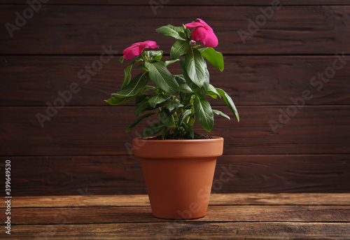 Beautiful pink vinca flowers in plant pot on wooden table
