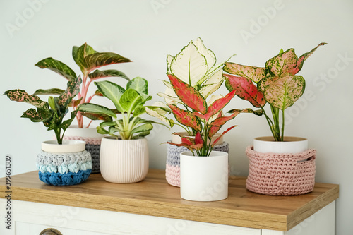 Different houseplants on chest of drawers near light wall photo