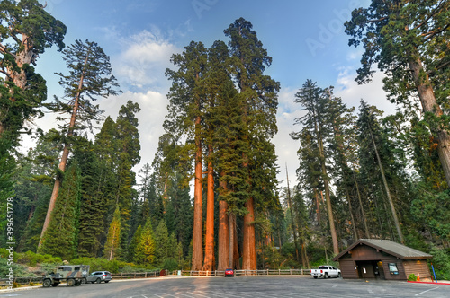General Grant Grove - Kings Canyon National Park
