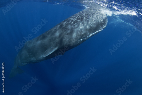 Snorkeling with the sperm whale. Sperm whale near the ocean surface. Whale play in the ocean. Marine life in the Indian ocean. Biggest tooth animals on the Earth