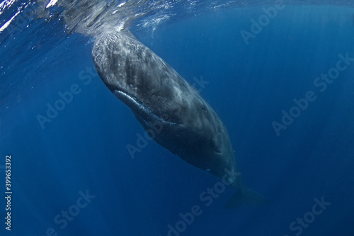 Snorkeling with the sperm whale. Sperm whale near the ocean surface. Whale play in the ocean. Marine life in the Indian ocean. Biggest tooth animals on the Earth