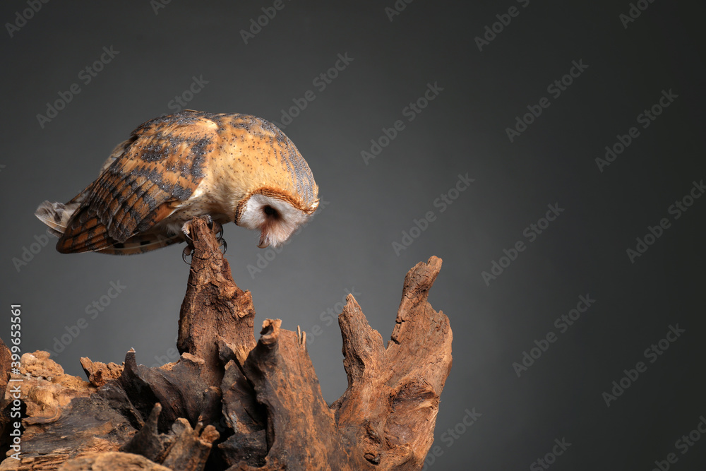 Beautiful common barn owl on tree against grey background. Space for text Beautiful common barn owl on tree against grey background. Space for text
