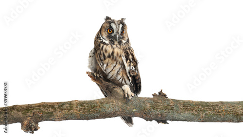 Beautiful eagle owl on twig against white background. Predatory bird